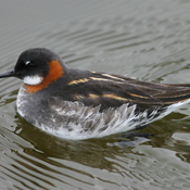 Red-necked Phalarope